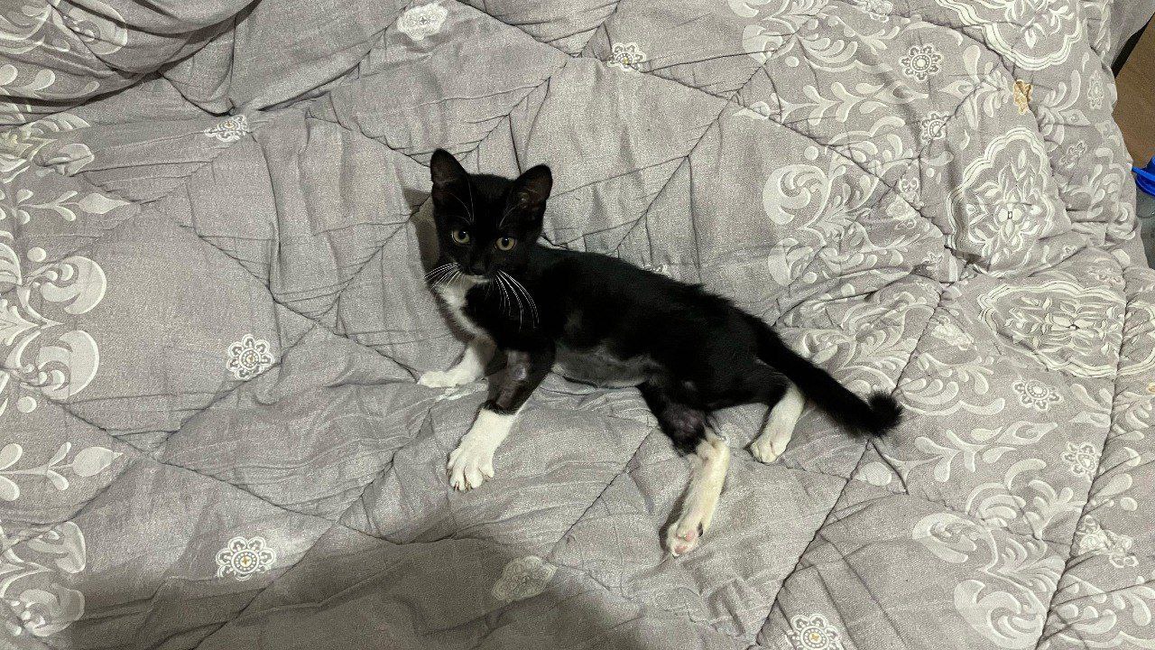 Кот — изображение 2