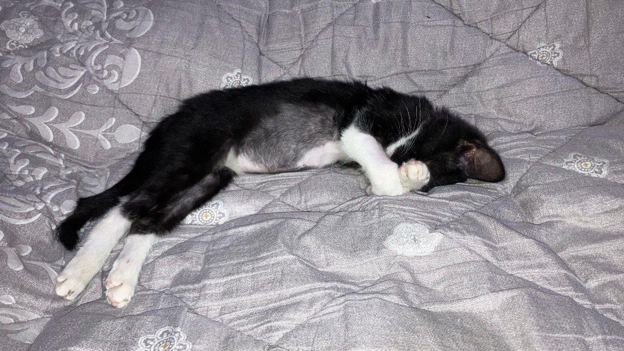 Кот — изображение 3