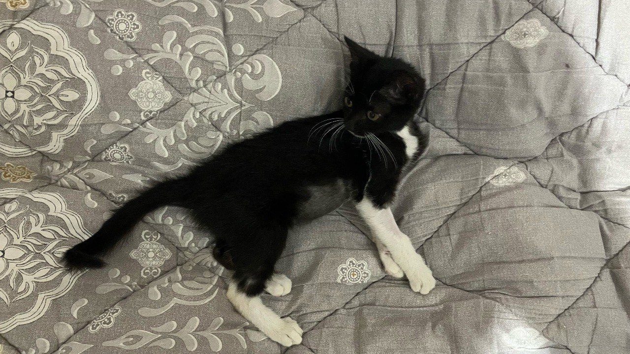 Кот — изображение 4