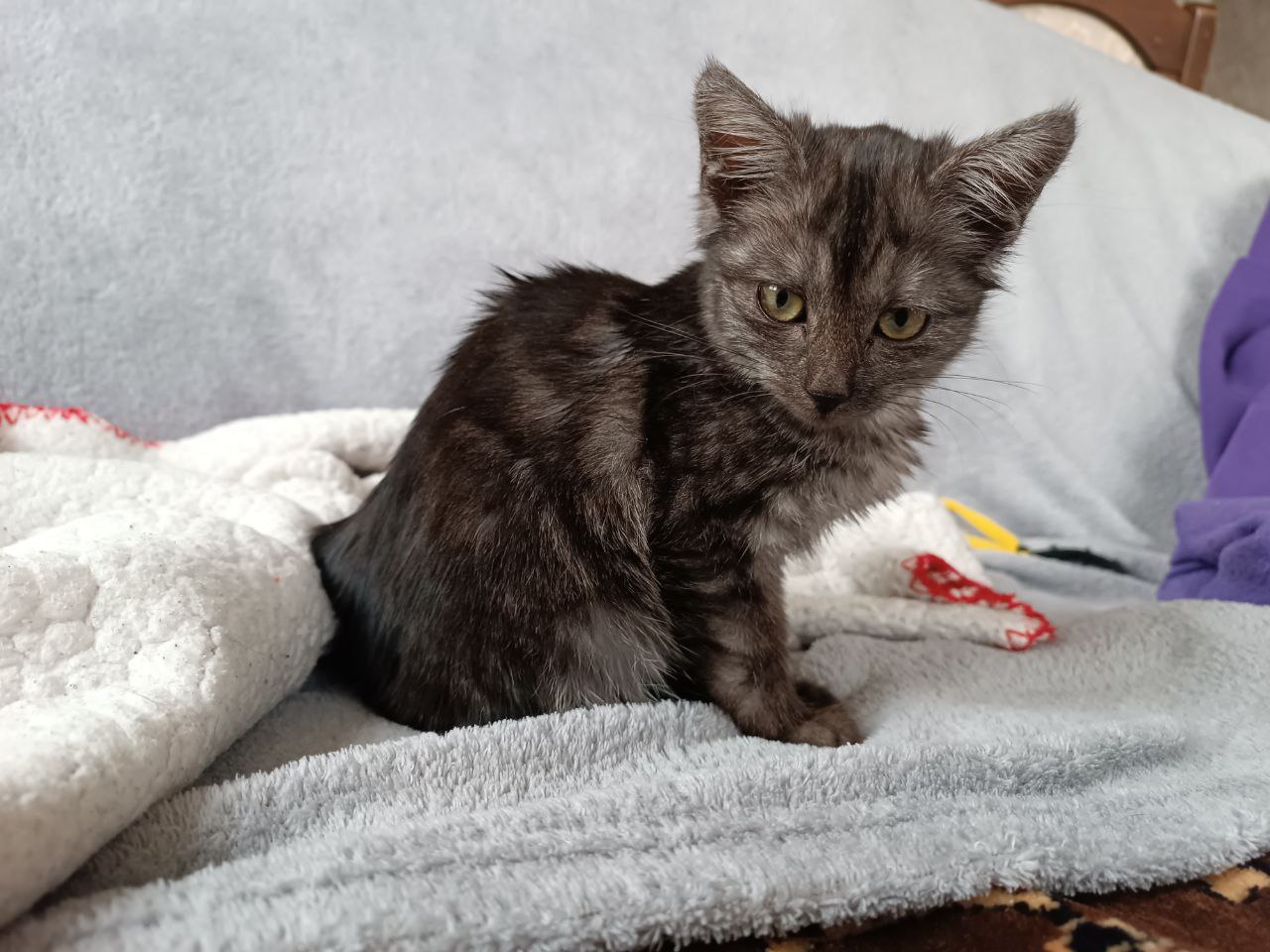 Киса — изображение 3