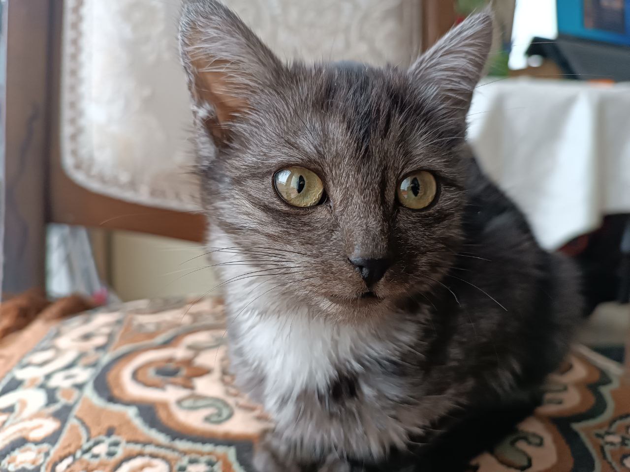 Киса — изображение 2