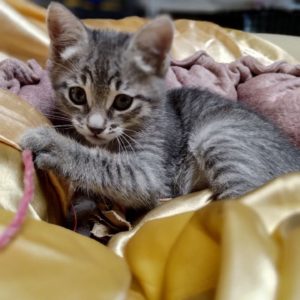 Серое Безмолвие