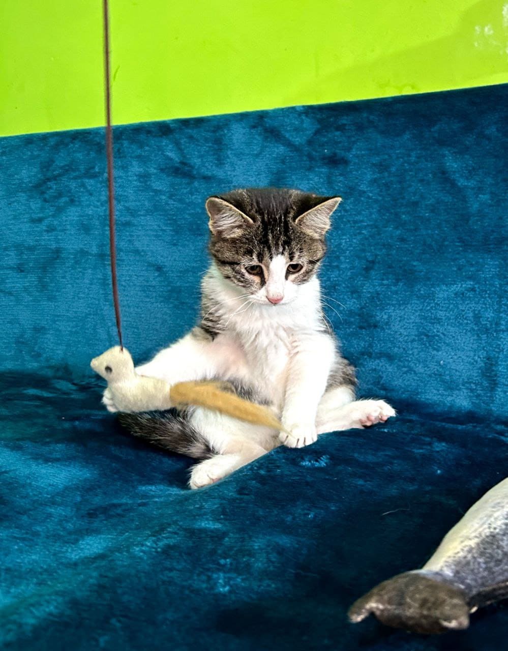 Хъуынтъыз — изображение 6