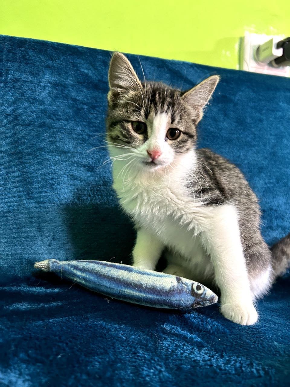 Хъуынтъыз — изображение 5