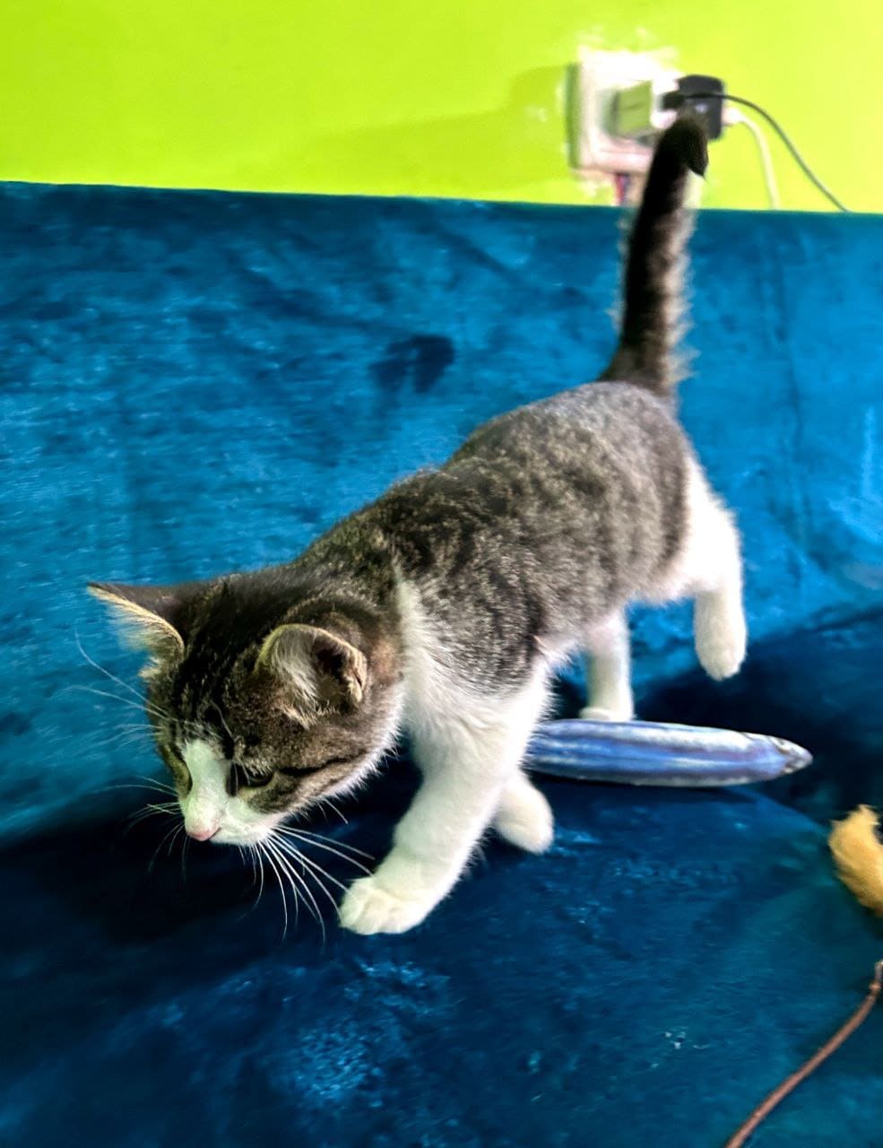 Хъуынтъыз — изображение 4