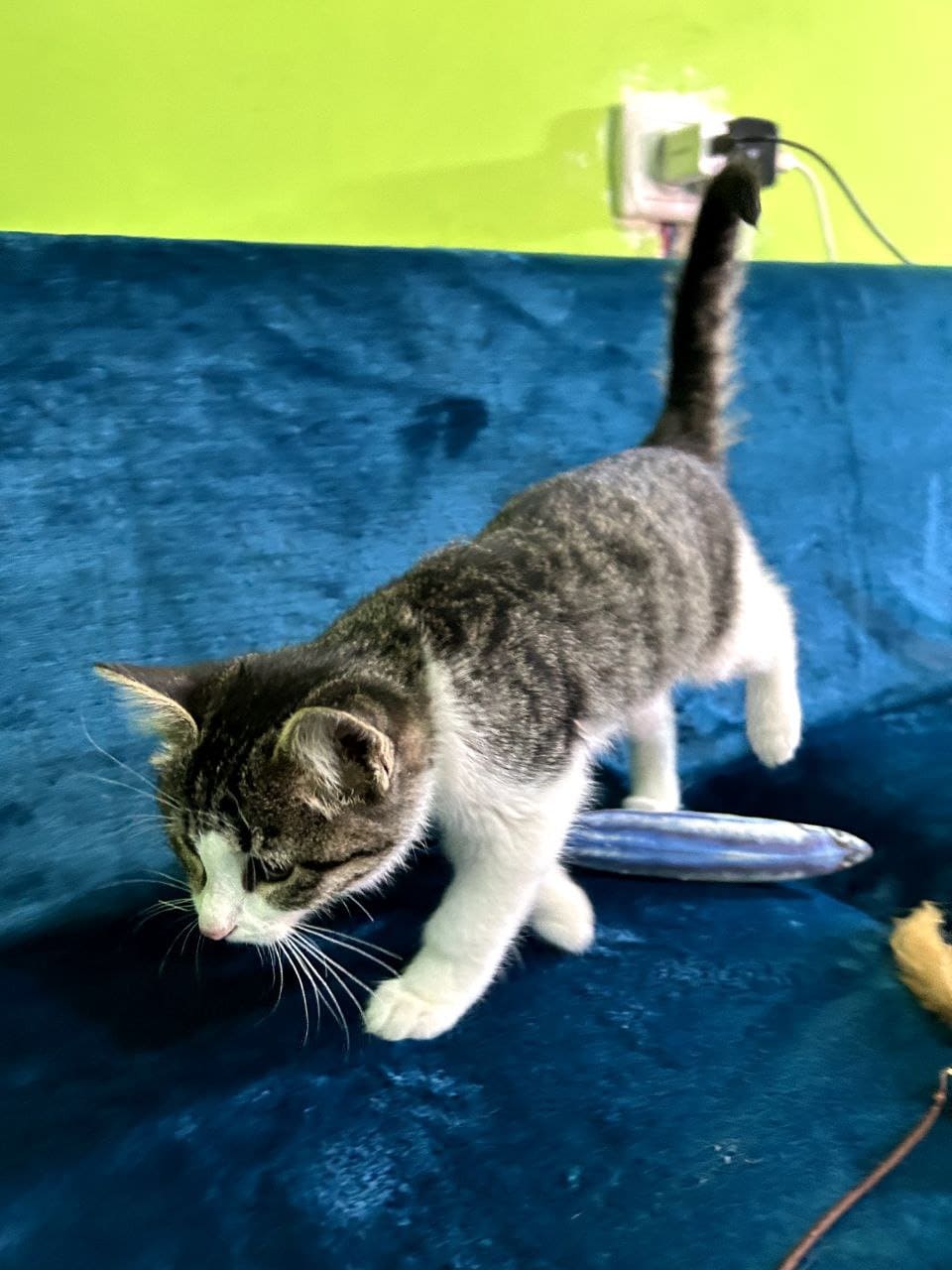 Хъуынтъыз — изображение 3