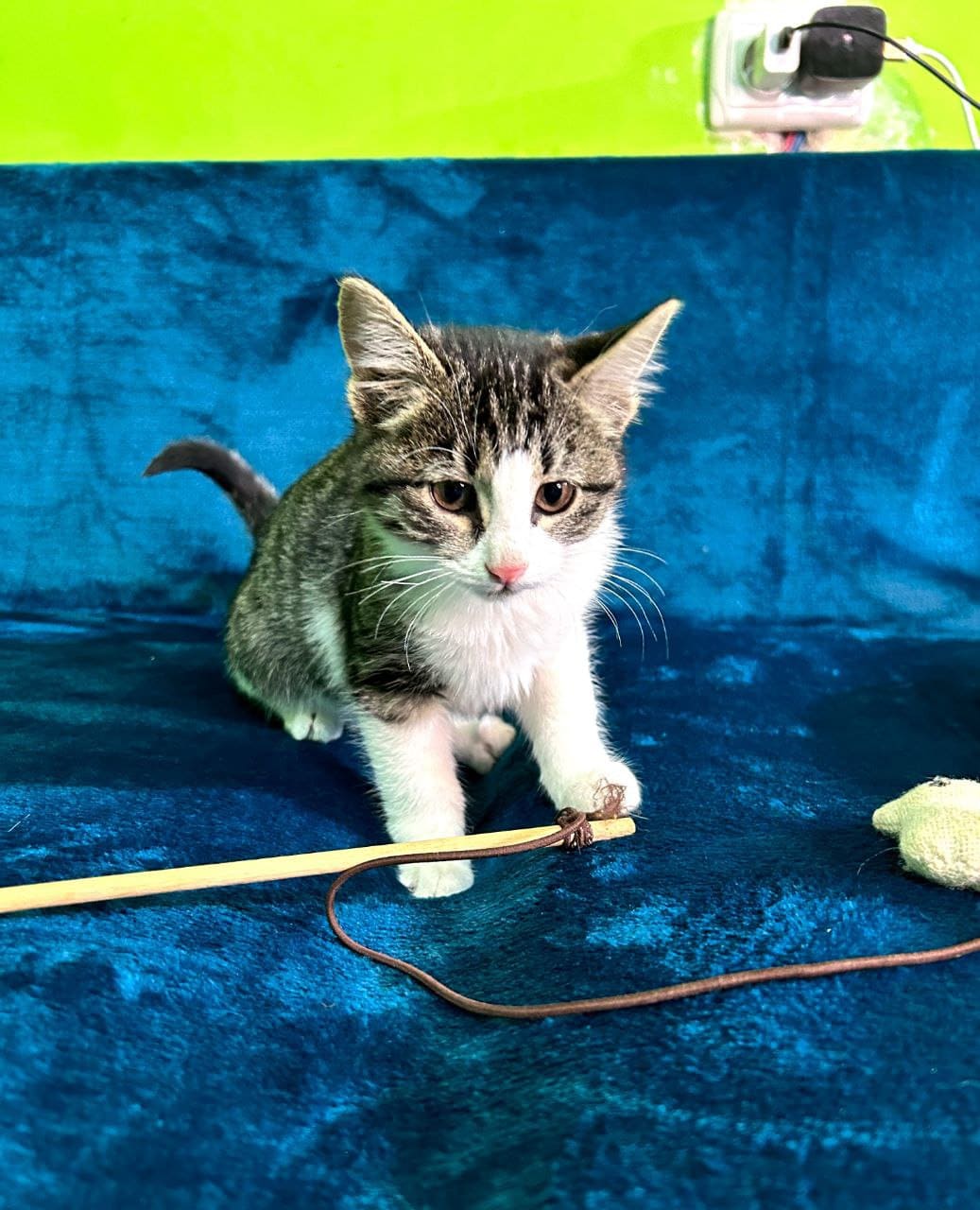 Хъуынтъыз — изображение 2