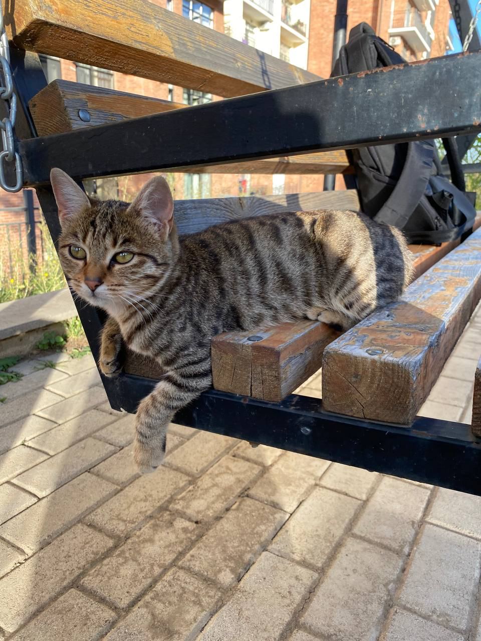 Сакари — изображение 2