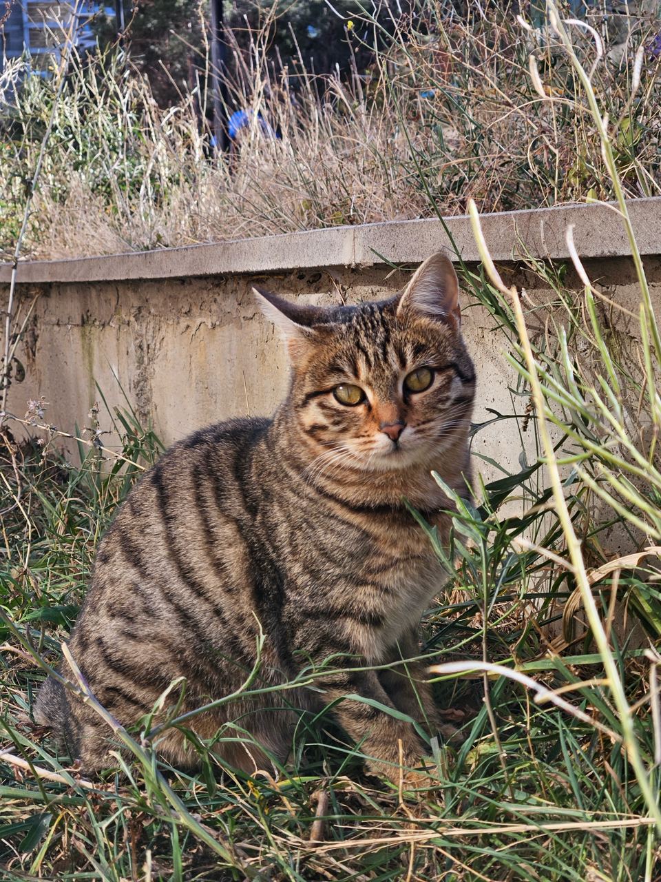 Сакари — изображение 3