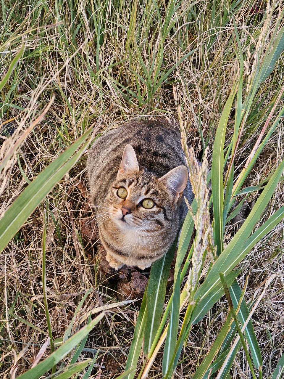 Сакари — изображение 4