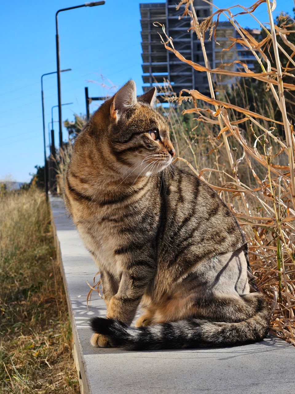 Сакари — изображение 5