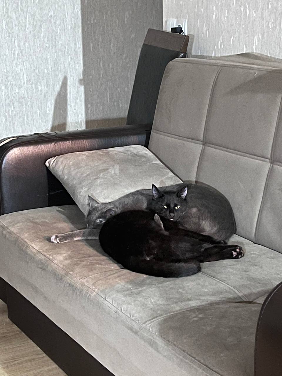 Сириус — изображение 3