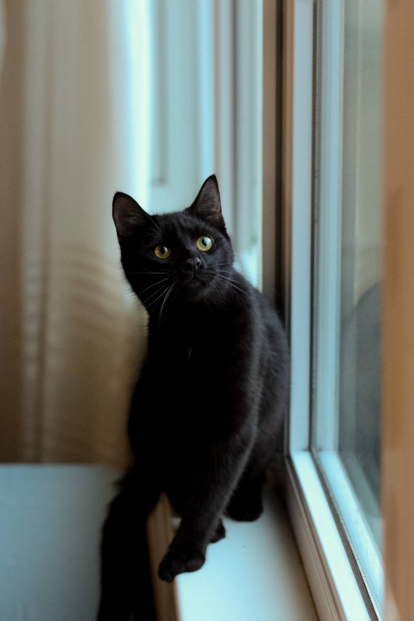 Сириус — изображение 4