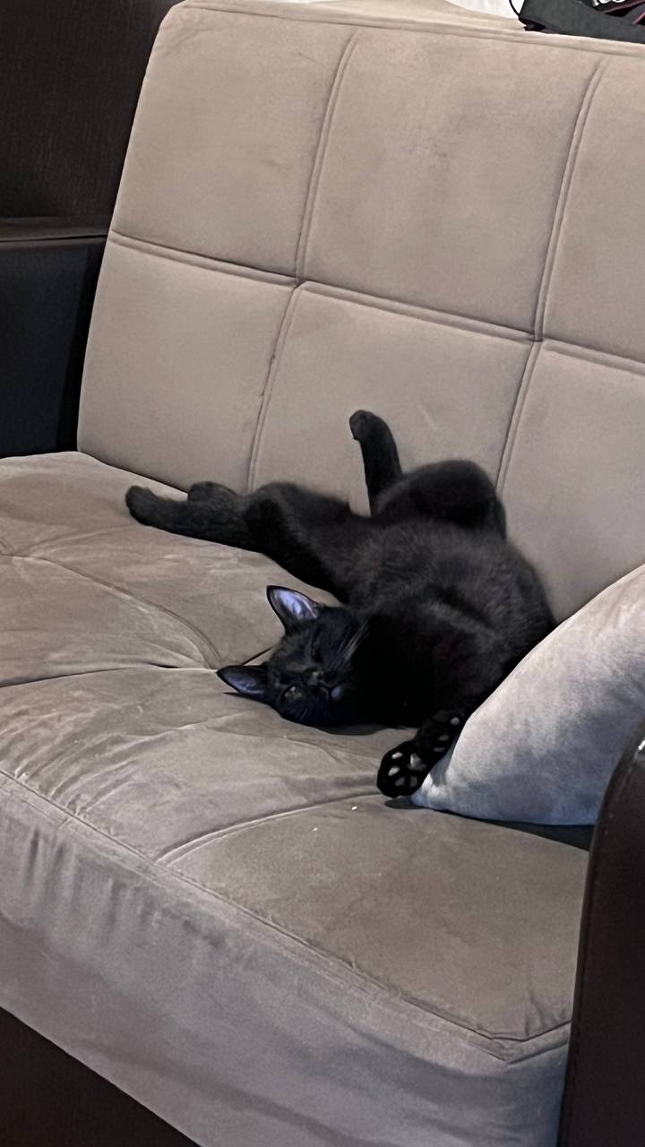 Сириус — изображение 5