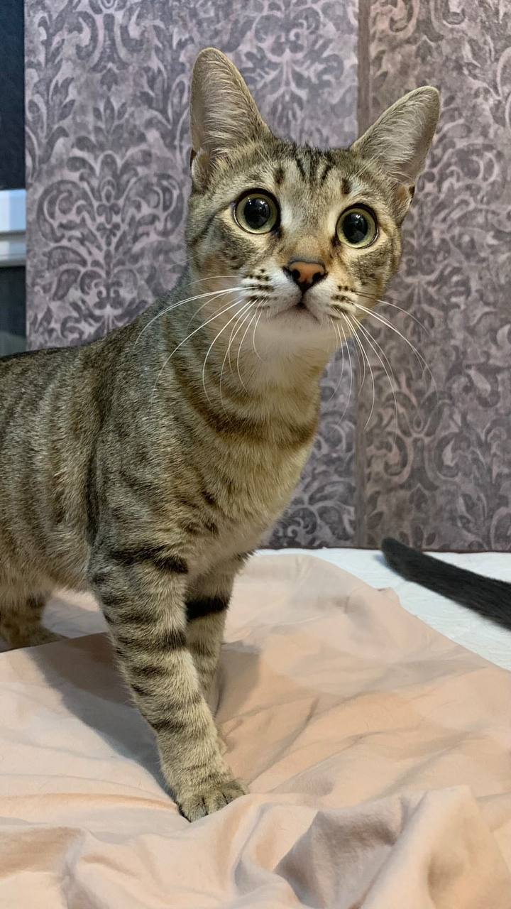 Whisper — изображение 3