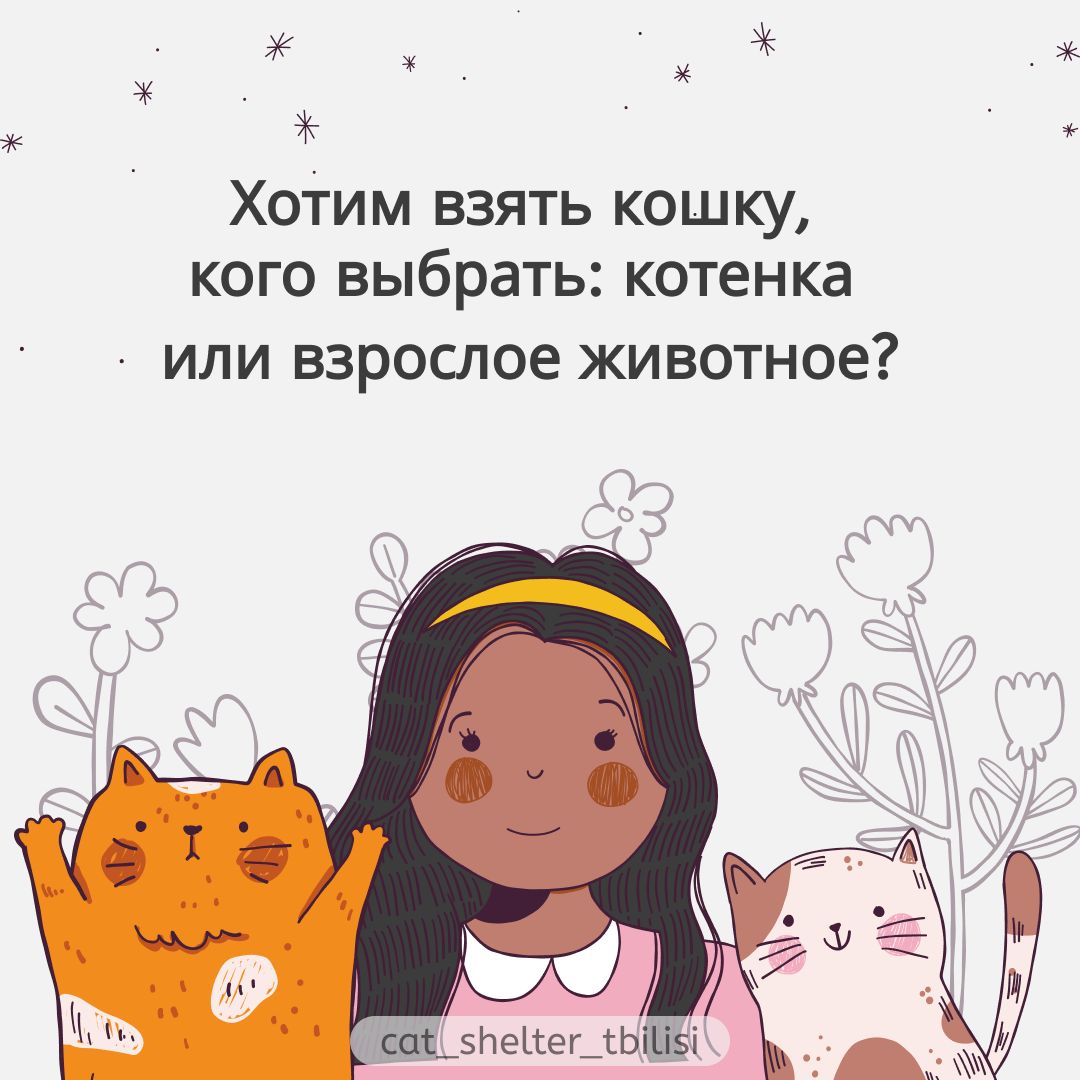 Кого выбрать: котёнка или взрослое животное? - CATEBI