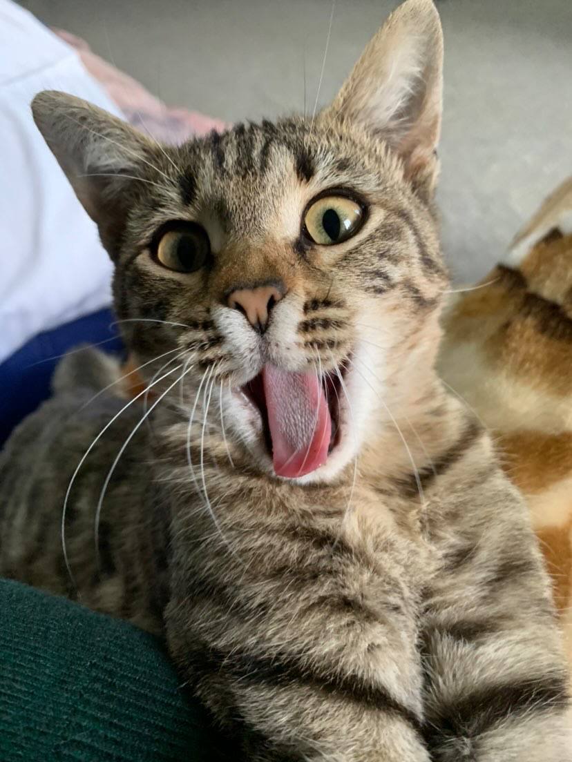 Сюзи API кошка3 - обновлено