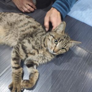 Котей Апикот