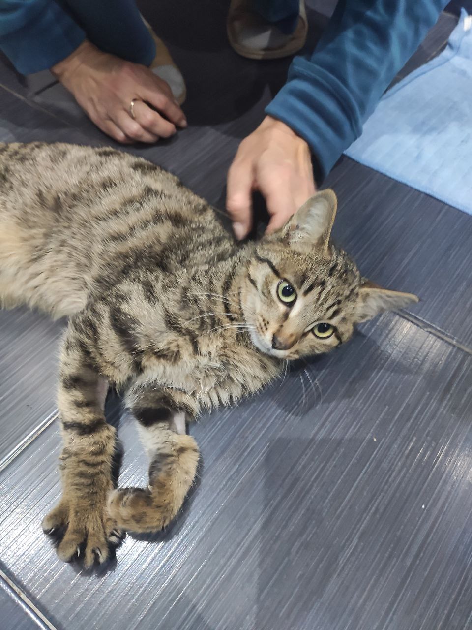 Котей Апикот