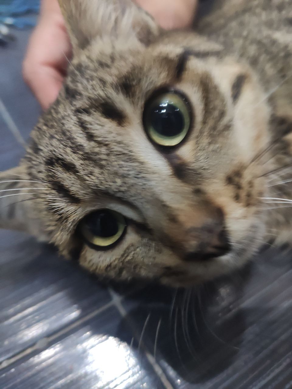 Котей Апикот — изображение 2