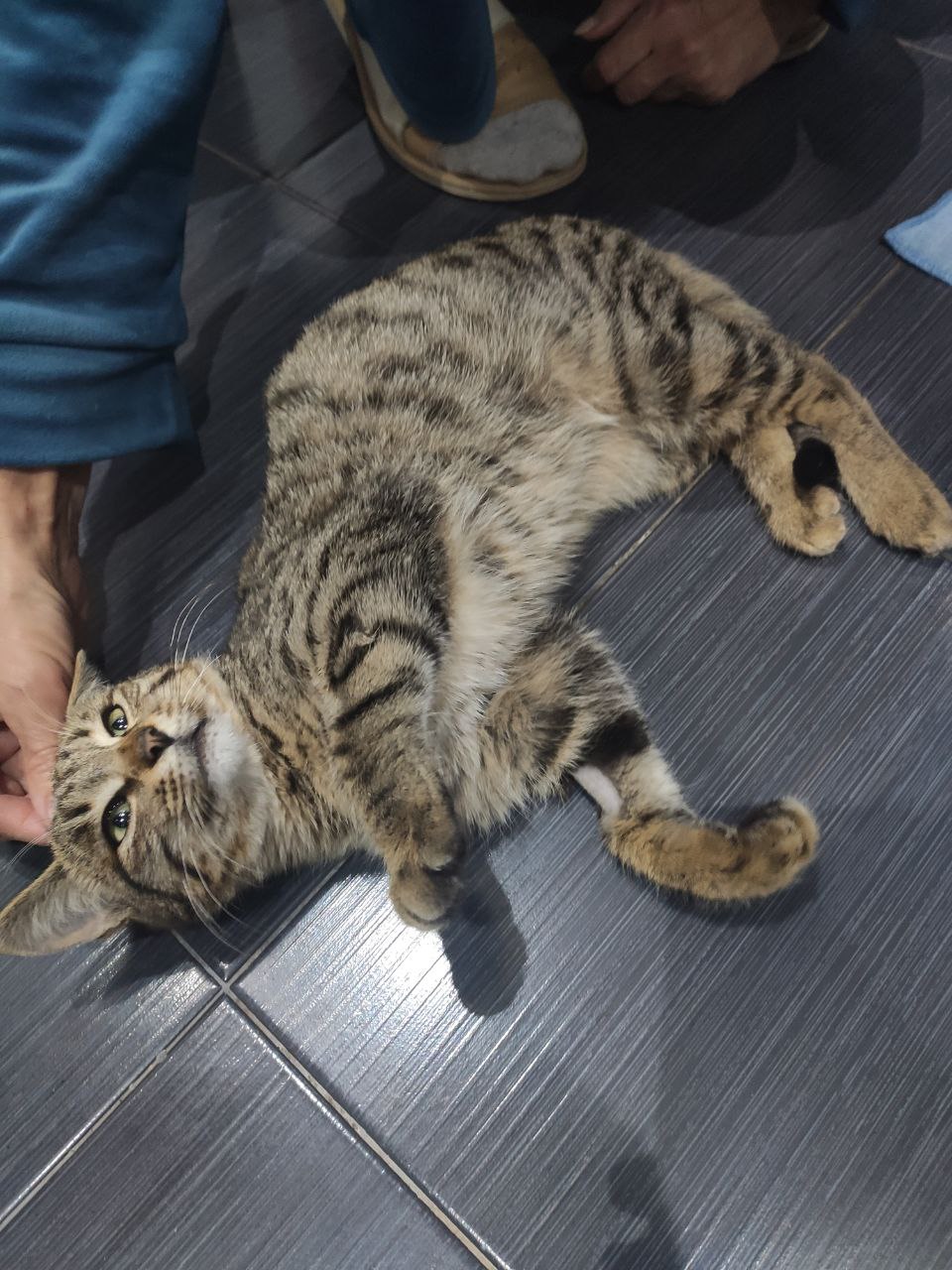 Котей Апикот — изображение 3