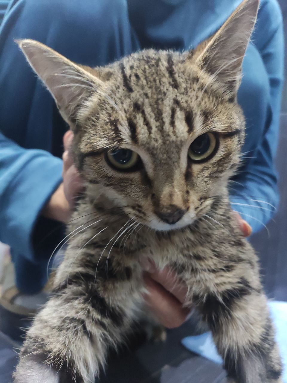 Котей Апикот — изображение 4