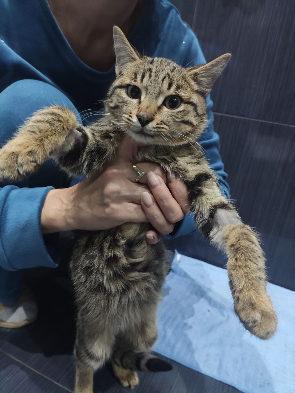 Котей Апикот — изображение 5