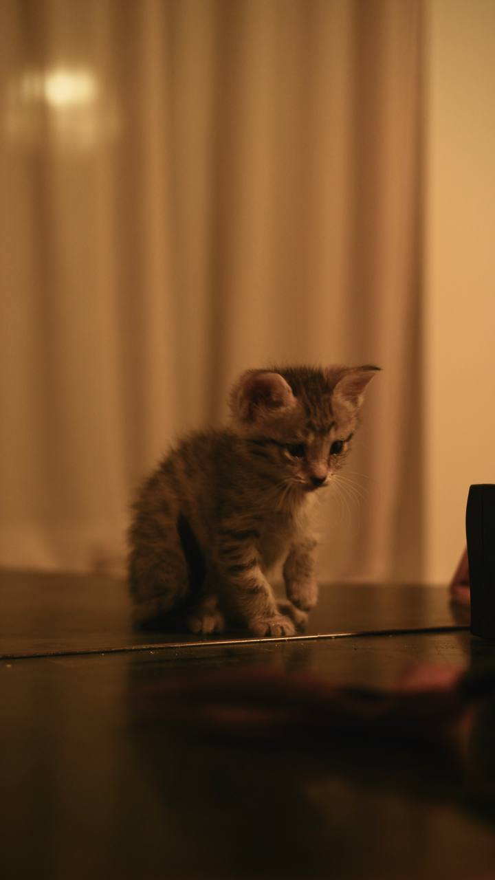 Сюзи API кошка1 — изображение 2