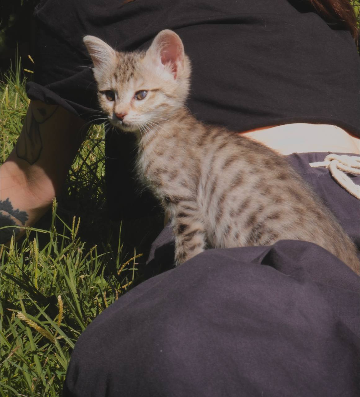 Сюзи API кошка1