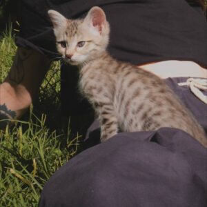 Сюзи API кошка3